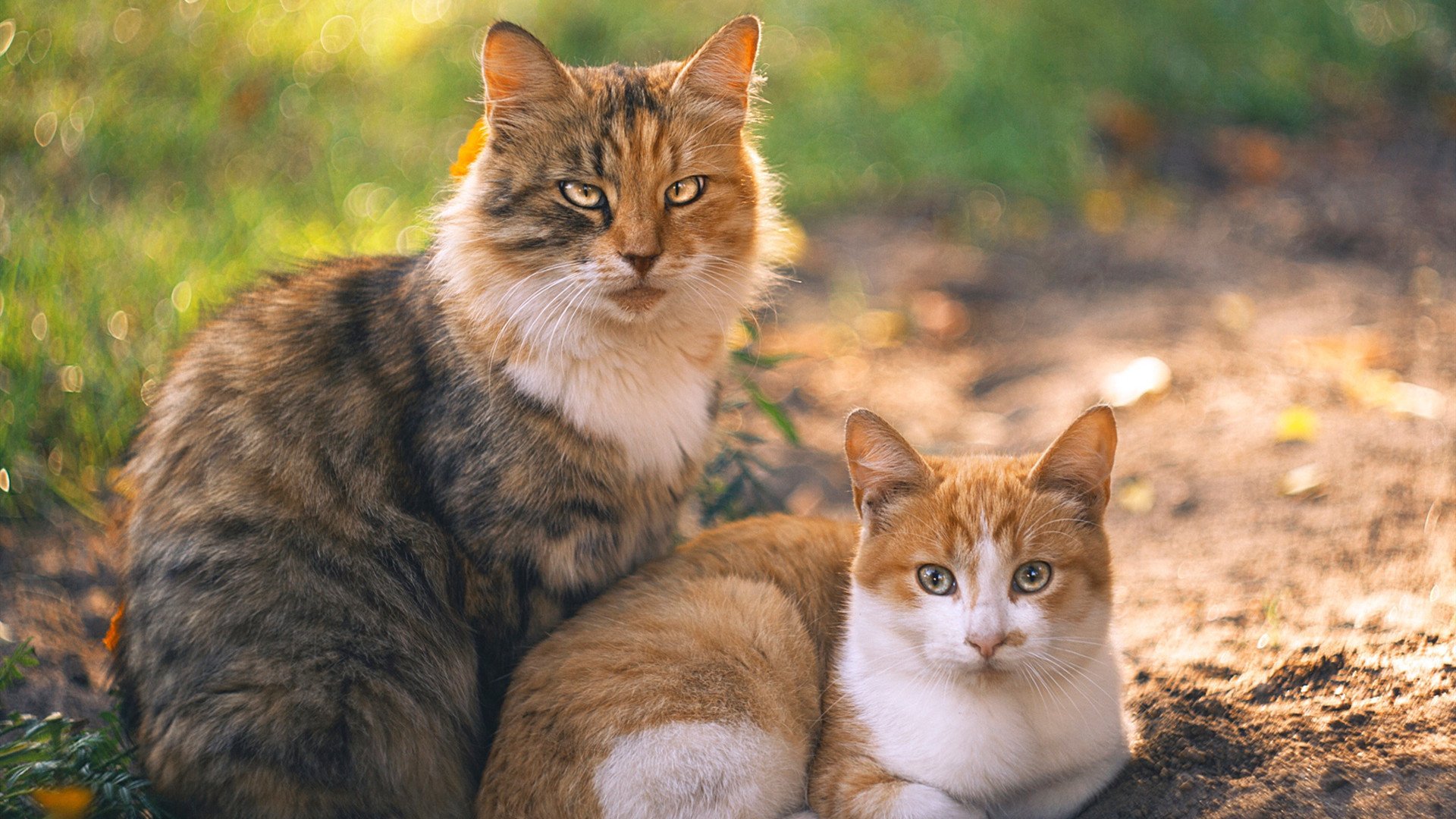 AYX体育官网-虚拟主播和电竞选手合作频繁，形成新局面，虚拟主播和主播的区别