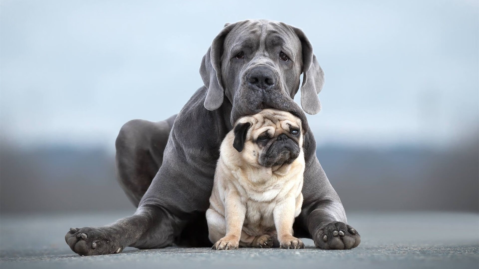 爱游戏app-切尔西取得伯恩茅斯胜利，豪取三分，切尔西对伯恩利