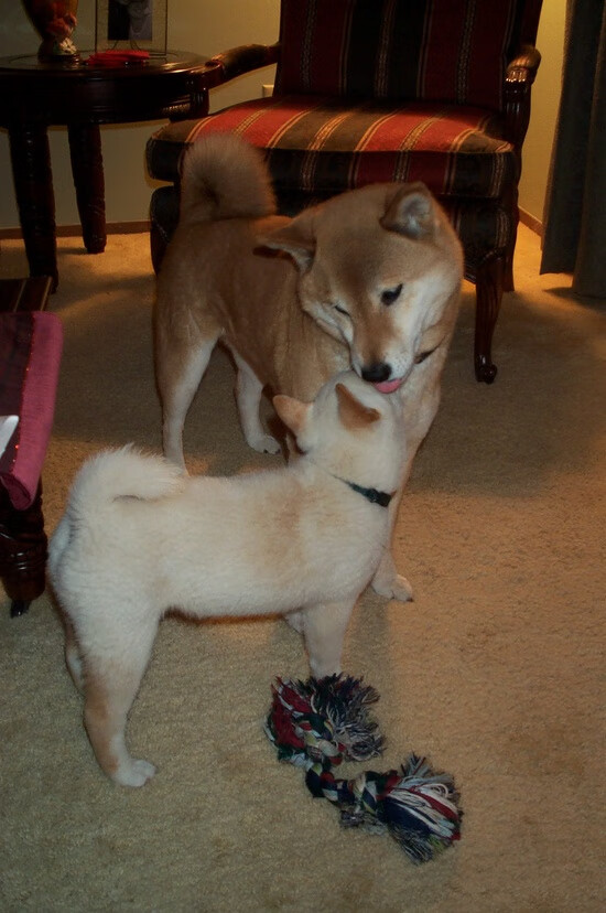 实况:切尔西力挫对手,晋级欧冠四强!,欧冠切尔西视频