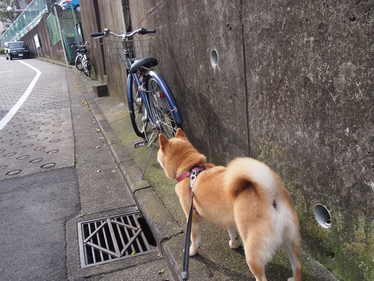 实况:切尔西力挫对手,晋级欧冠四强!,欧冠切尔西视频