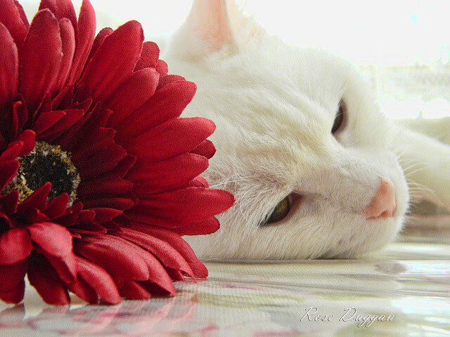 职业篮球运动员技术特点,职业篮球运动员技术特点包括