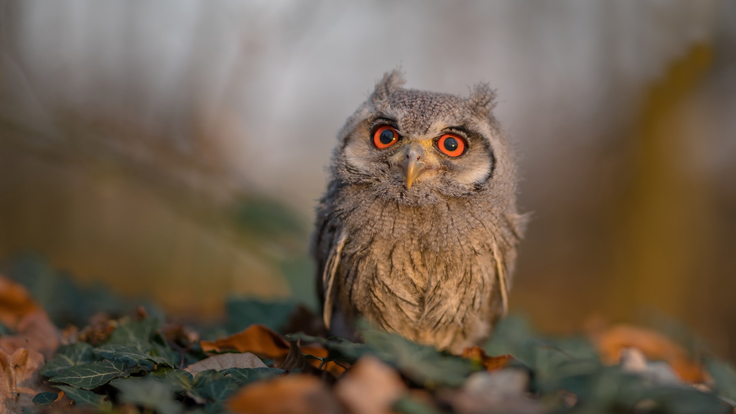 后疫情时代:足球产业的数字化新趋势,足球产业gdp