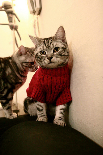 田径专项体能测试系统覆盖省级队伍,田径体能测试项目