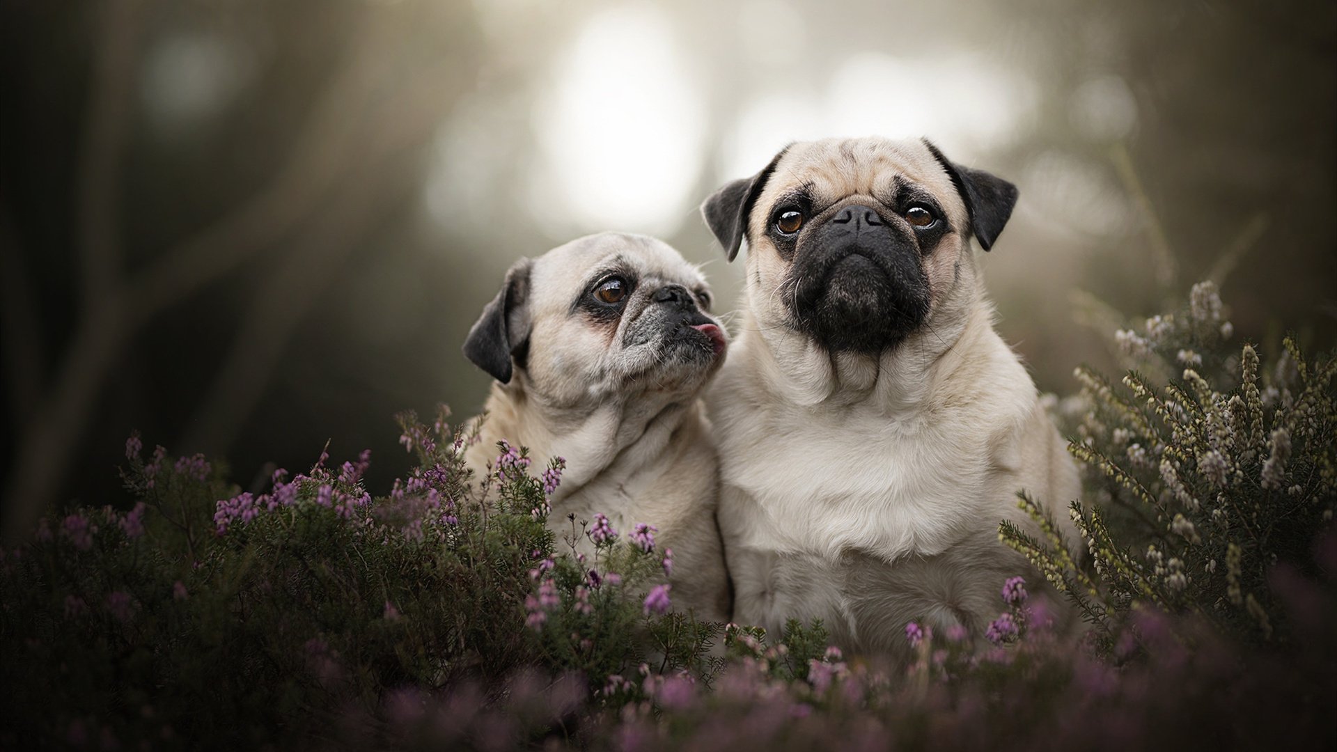 中国足球职业联赛完善多队并行战术验证流程,足球联赛队伍