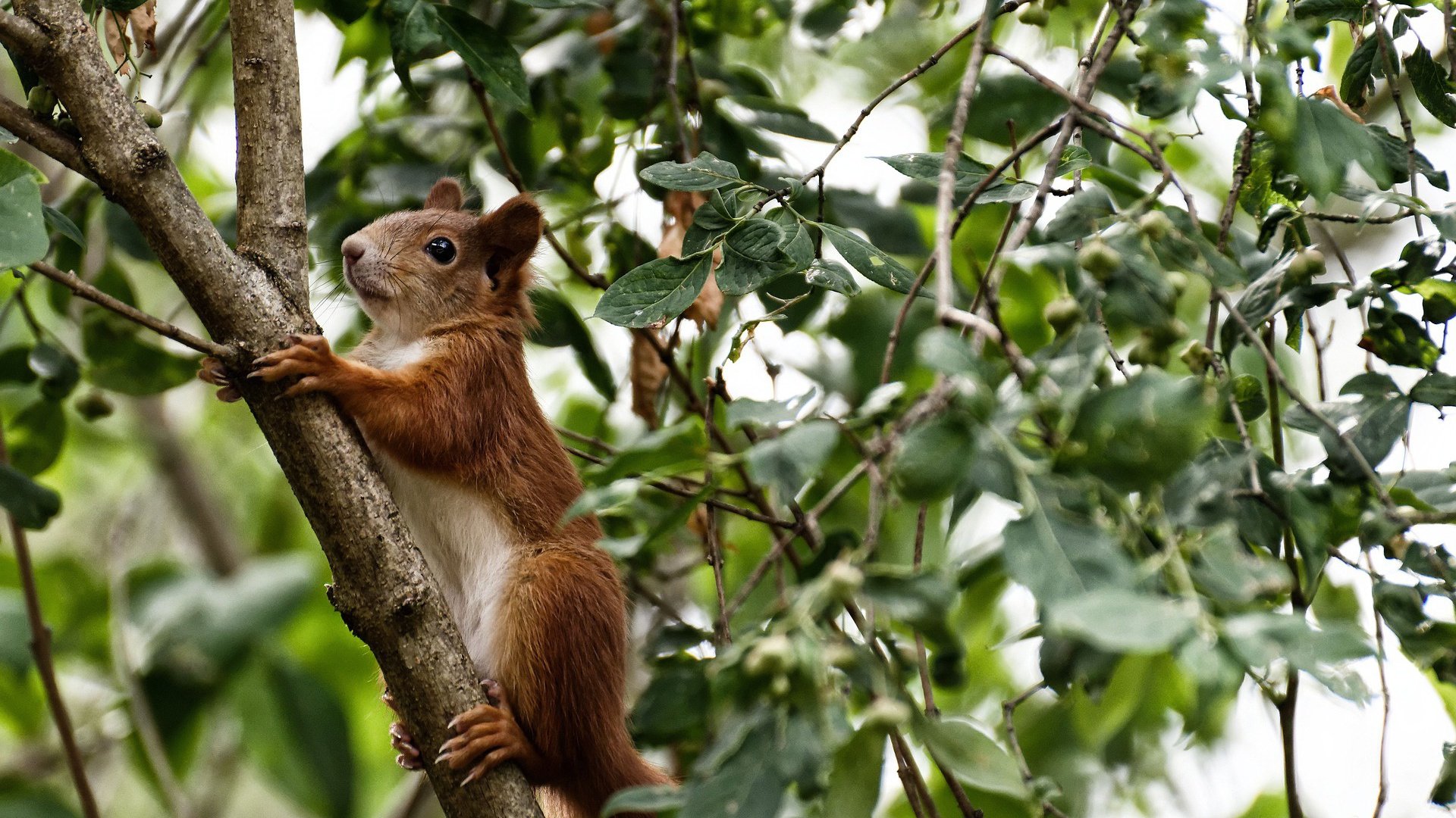 库里强势反弹NBA季后赛,nba季后赛库里复出