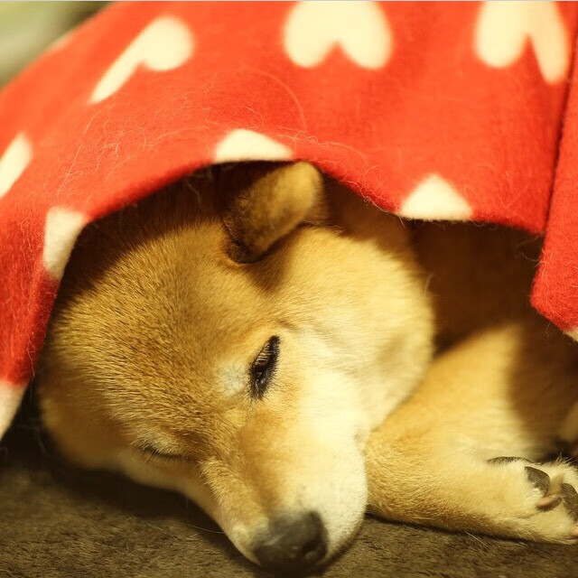 爱游戏官方网站-德克斯后程爆发力引爆赛场关注，德克斯工具